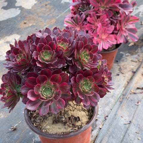 安娜多肉植物002