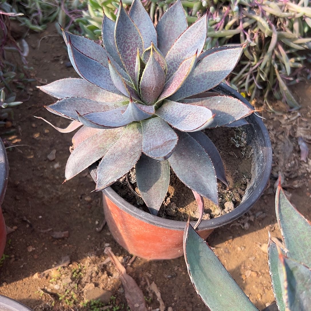 多肉植物血雨杂交