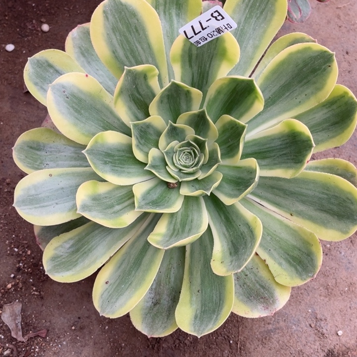 777香白多肉12344678多肉