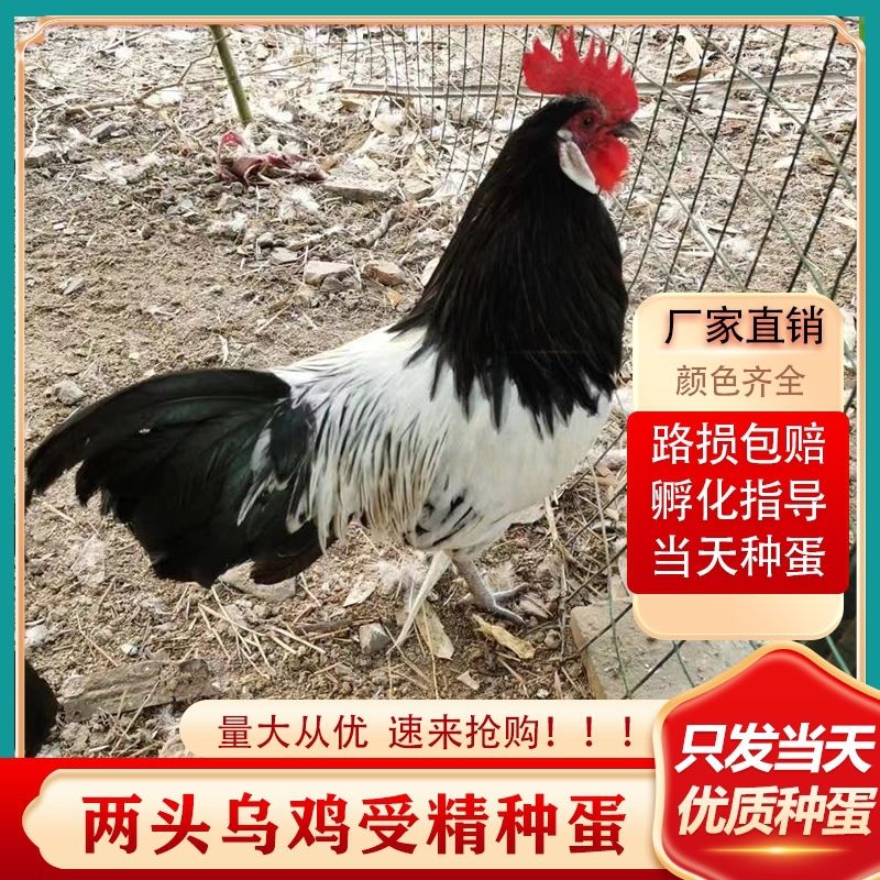 帽子鸡活体发货宠物鸡花柴公鸡