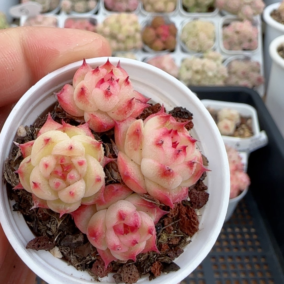 【闪购商品】0130-10海王