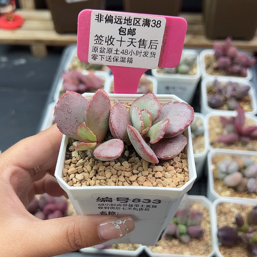 833白安泽多肉植物