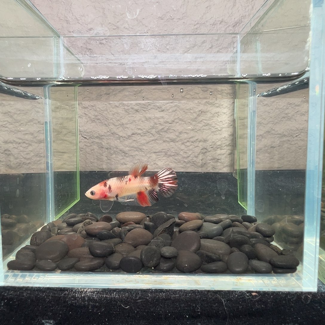 斗鱼阿浩泰斗17日106