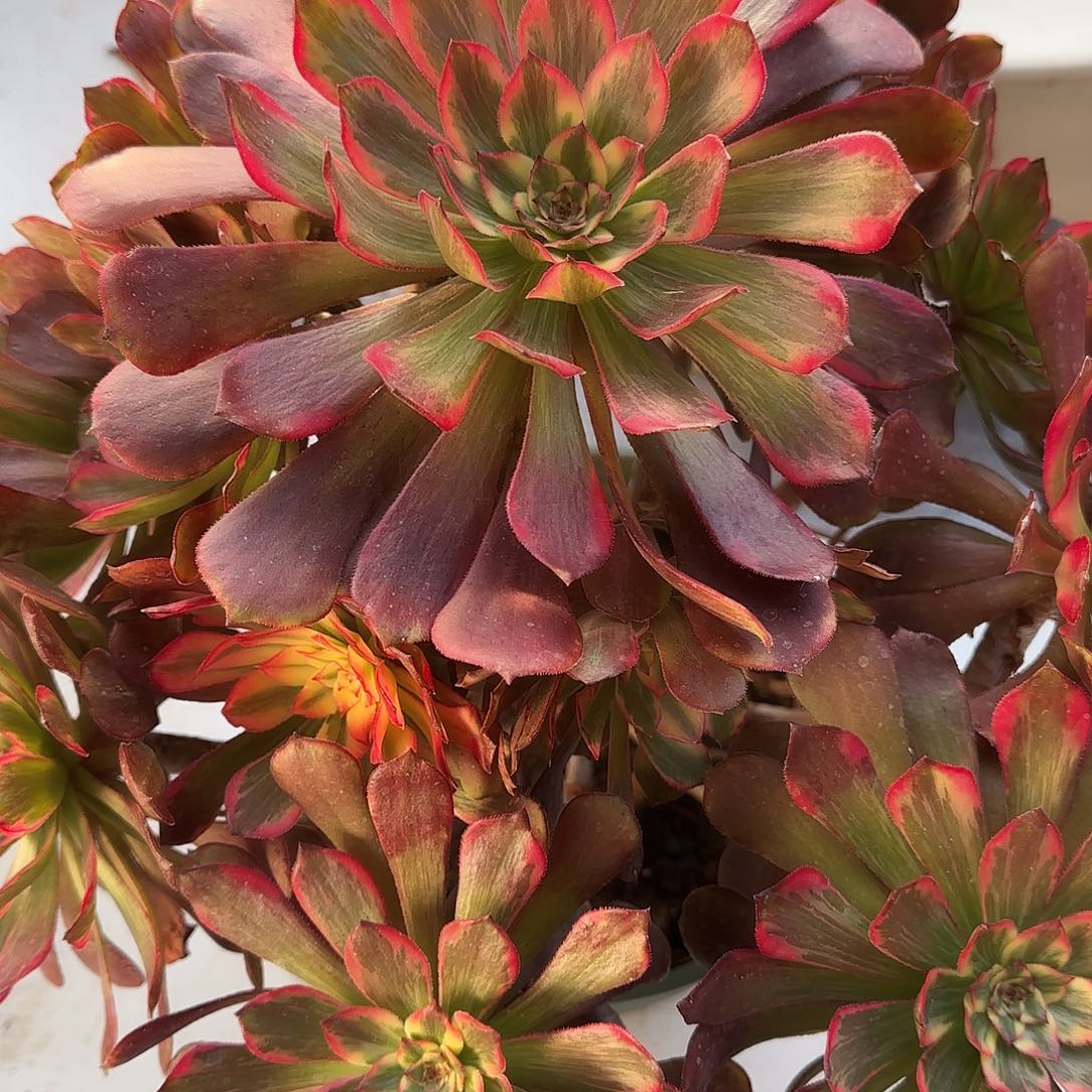 泽***木多肉植物法师烟花635