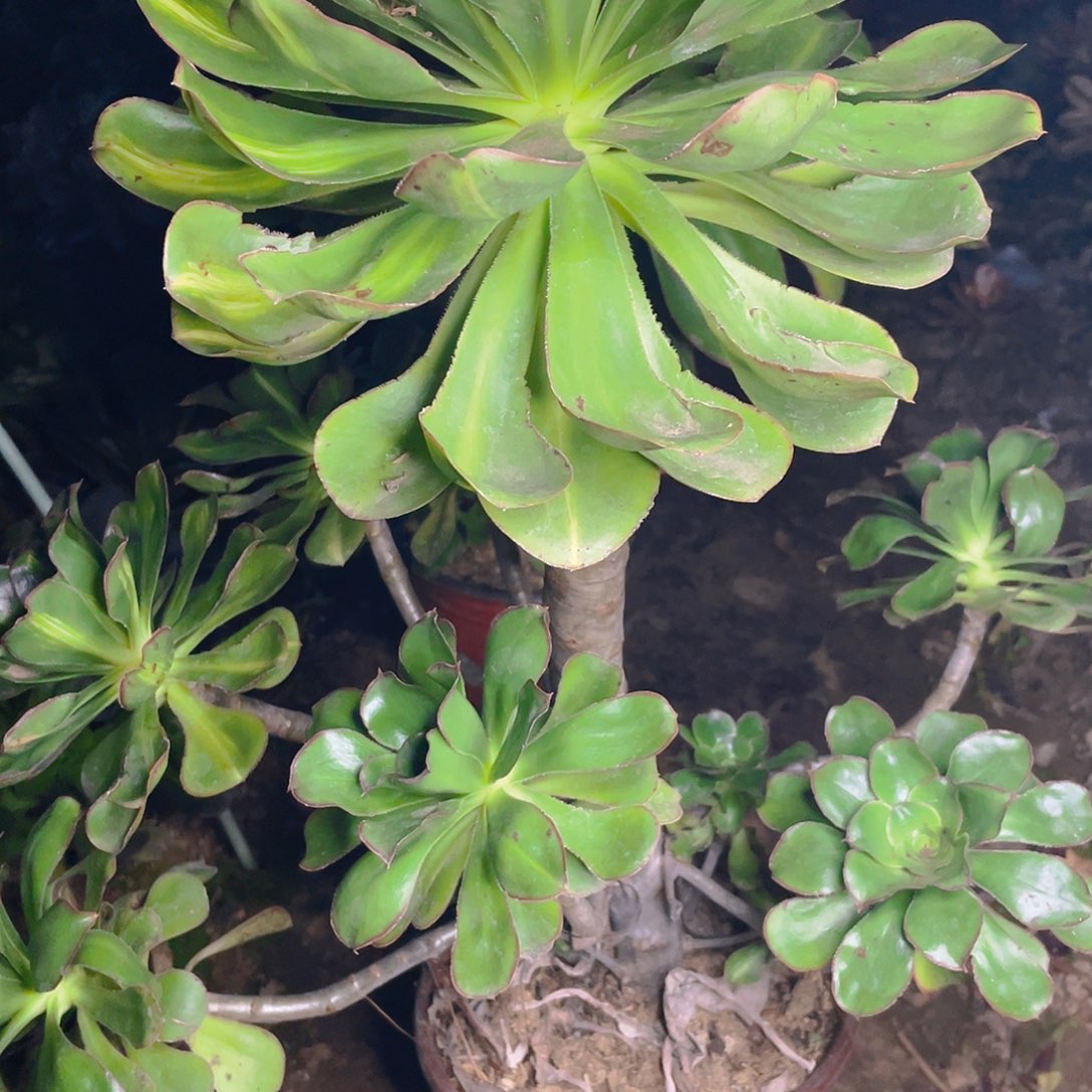 ?****y260燕姿中斑多肉法师