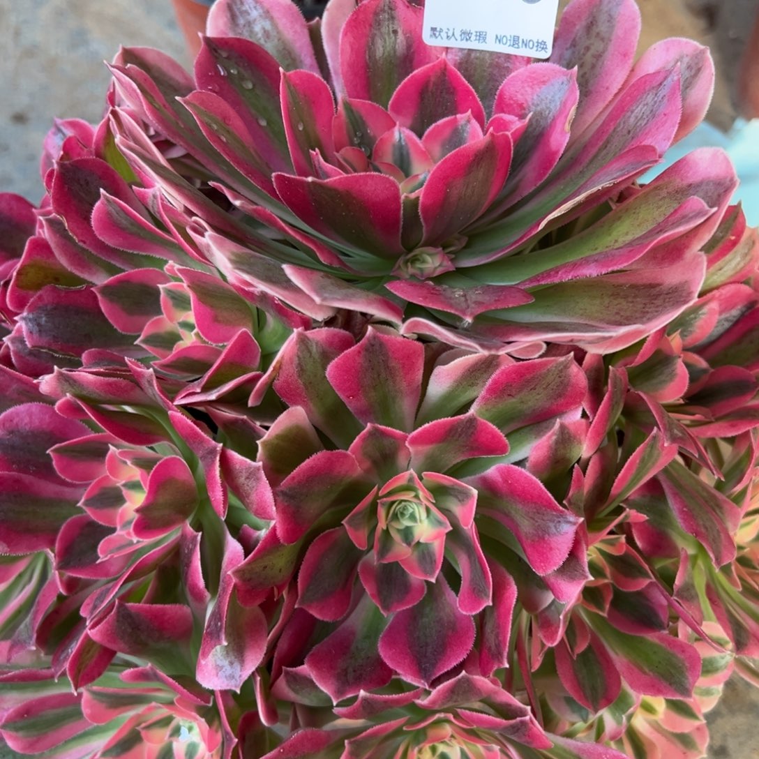 936，女巫多肉植物法师