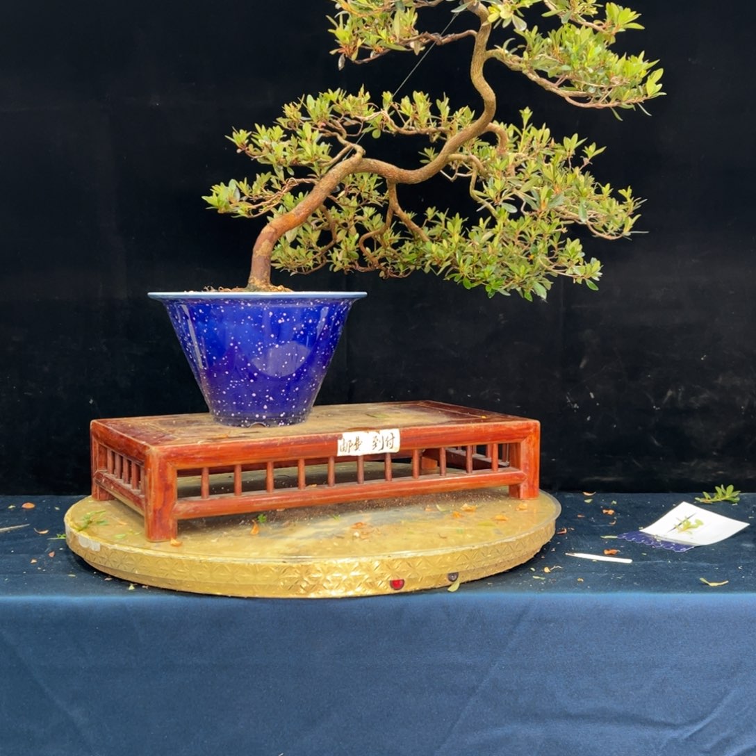 听***松完全开放杜鹃花的诗