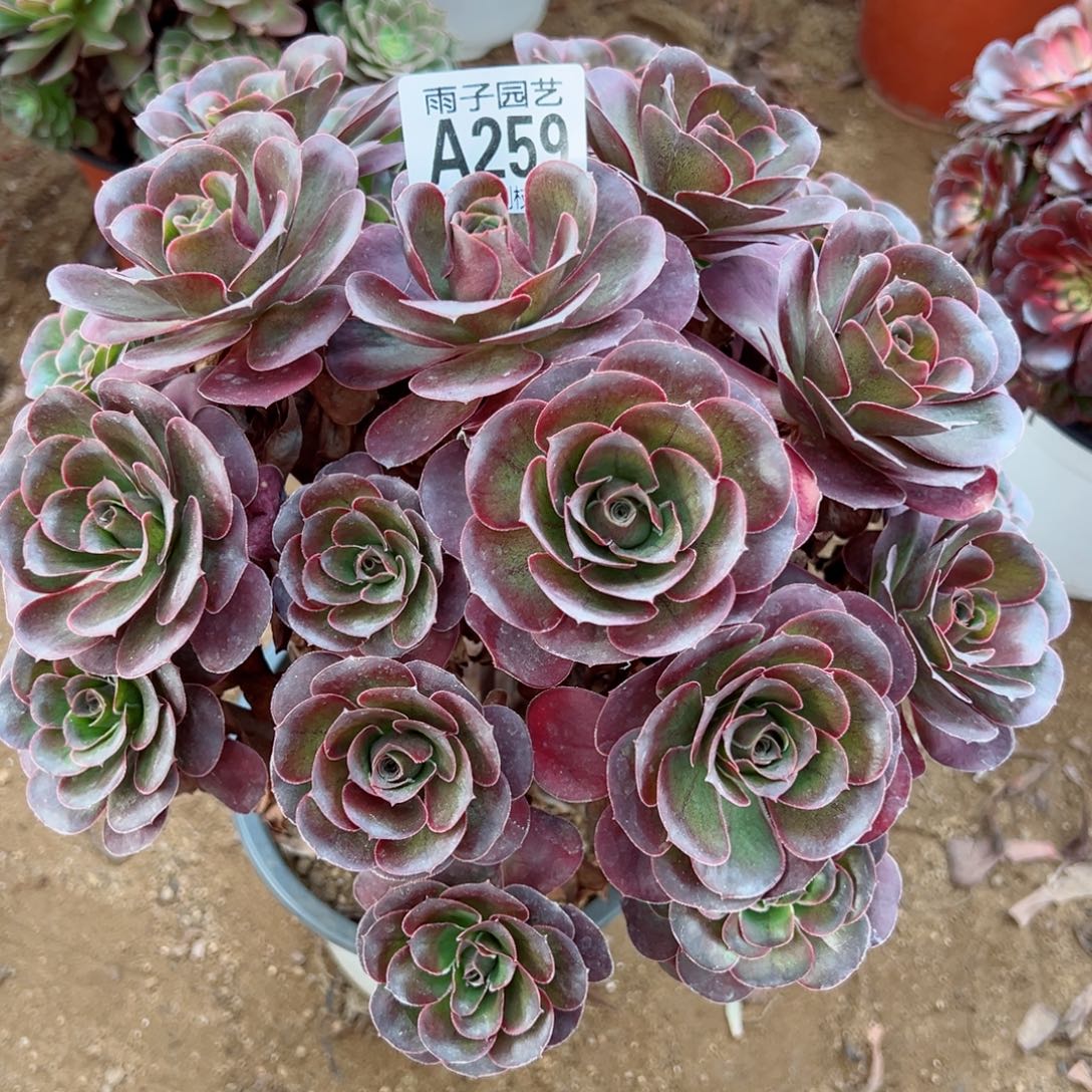 259魅金玫瑰尺寸30左右