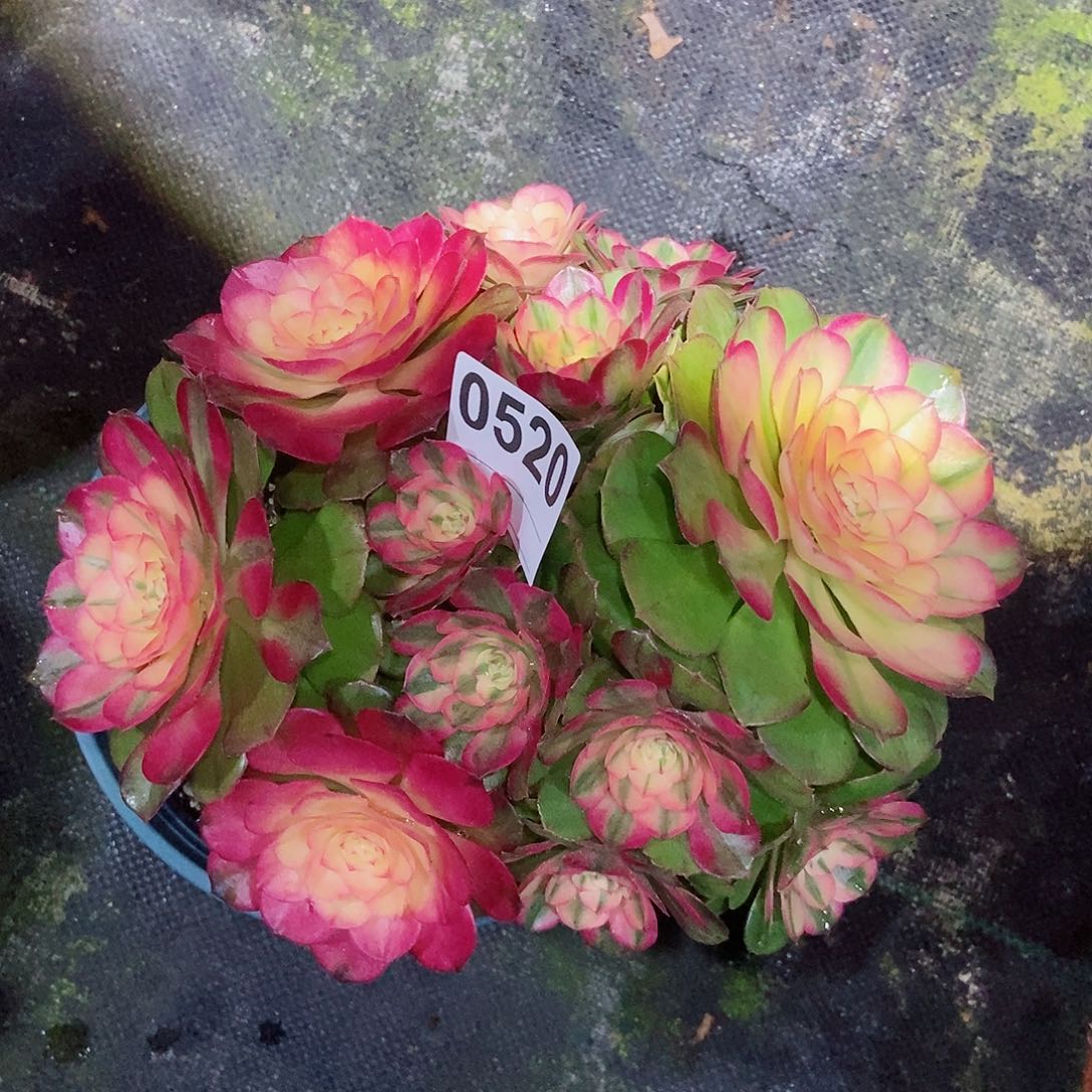 红陶善***言0520荔枝丛林4冠服18.20多肉