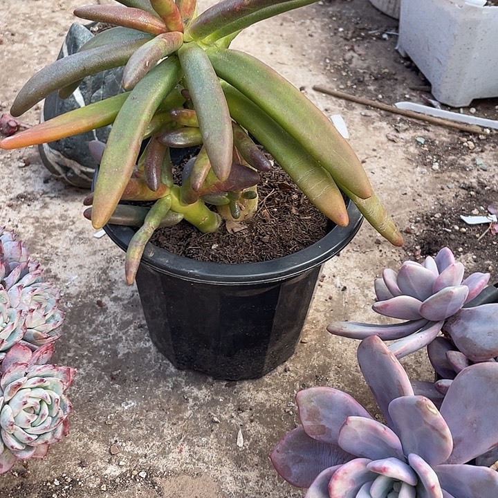 开***心完全开放多肉植物，椰子树，38