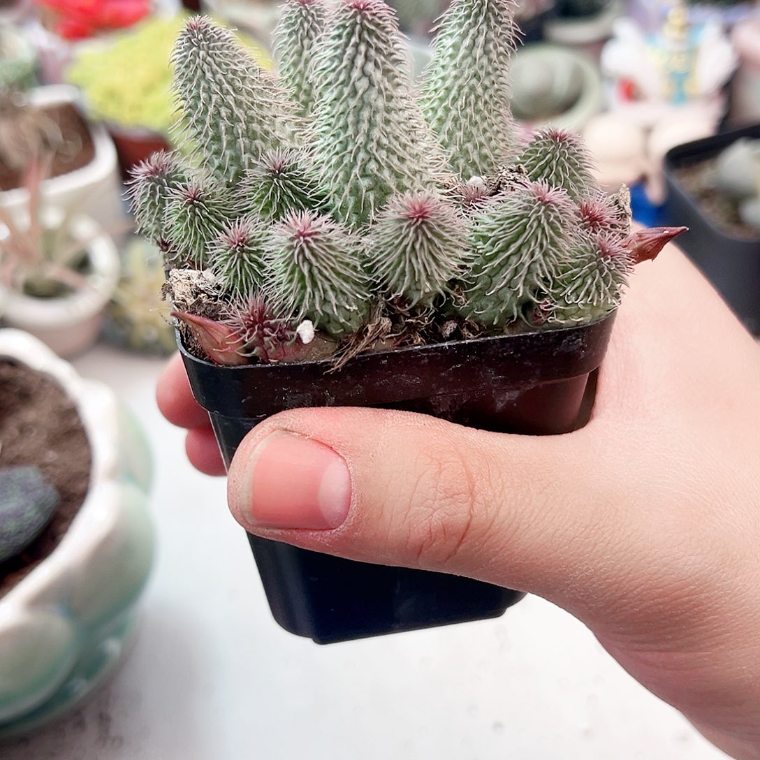 啊修罗多肉植物一颗