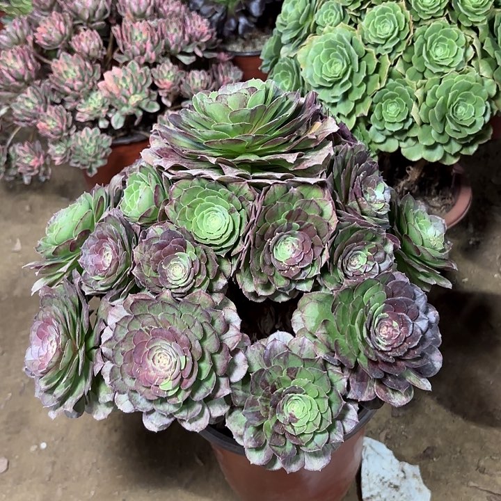 多肉植物花月夜22