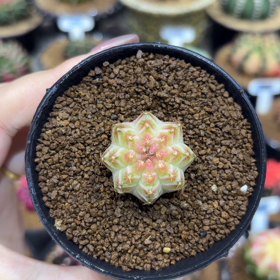 2.8cm泰系实生 小白轮回