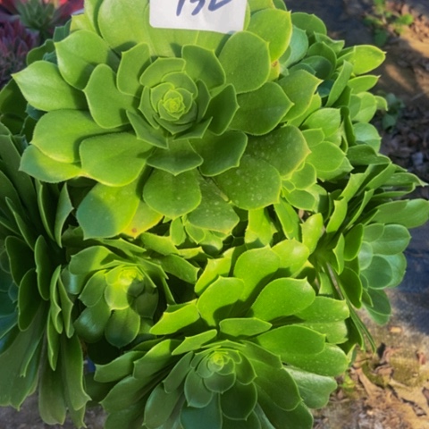 绿玫瑰多肉植物一物一拍132多肉