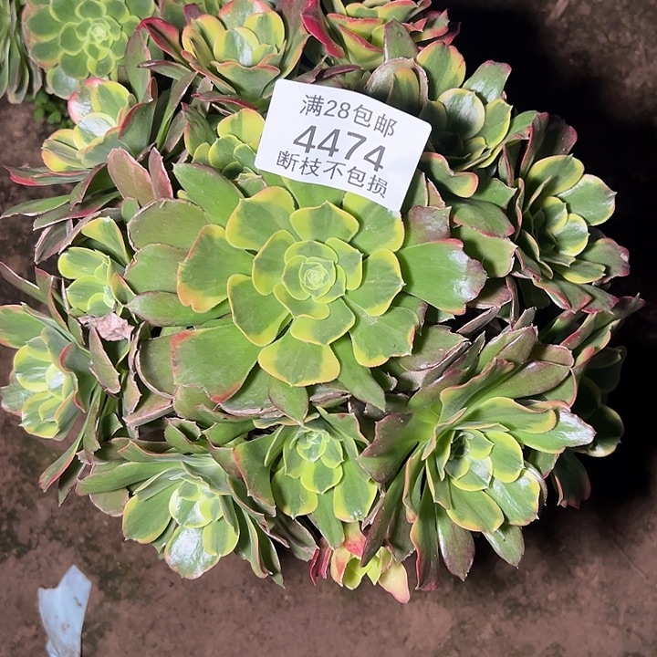 4474特斯拉多肉植物