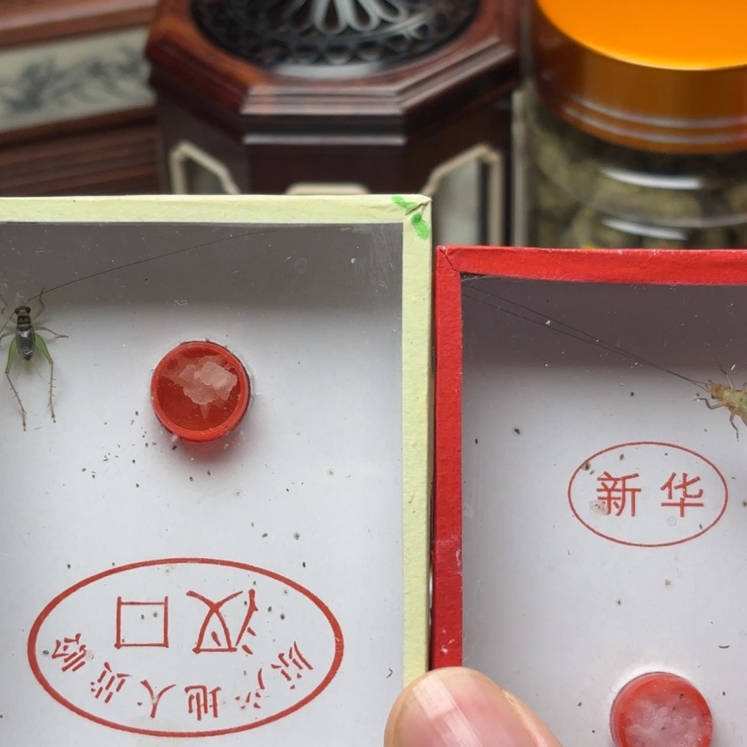 中长须新华大黄蛉 长须翡翠蛉