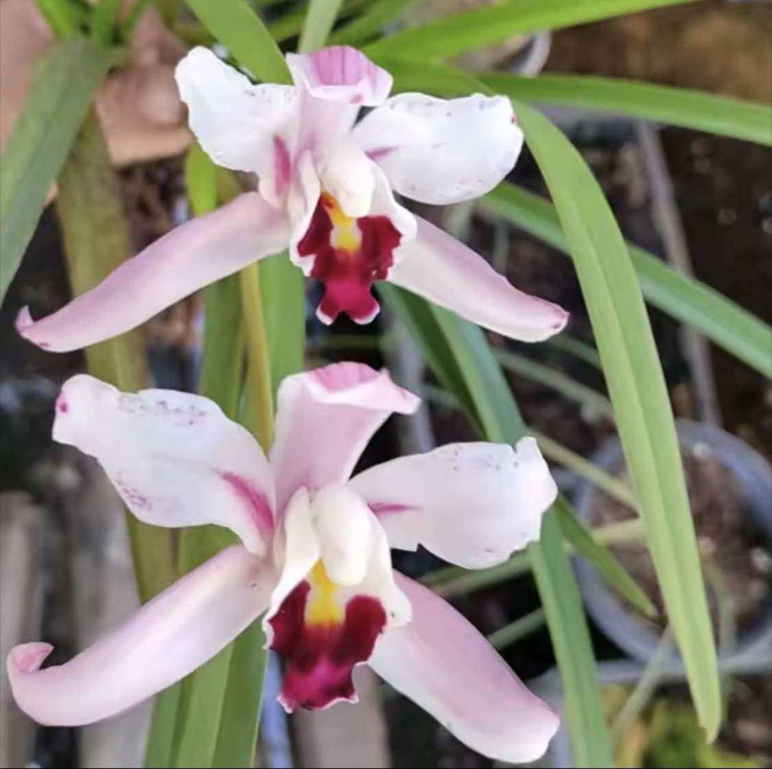 精品兰花（一物一拍）