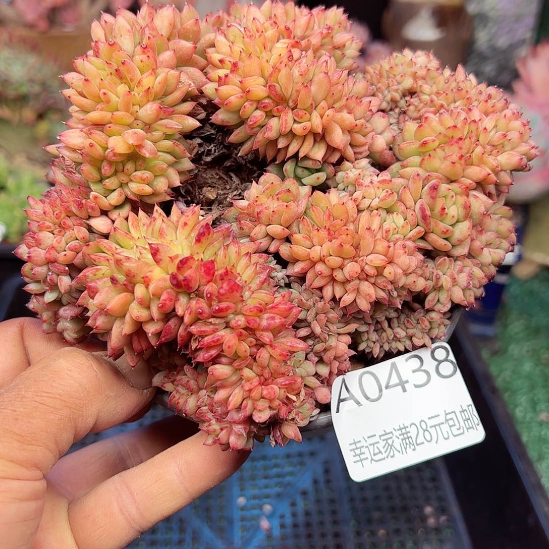 幸运的是我的朋友们一起