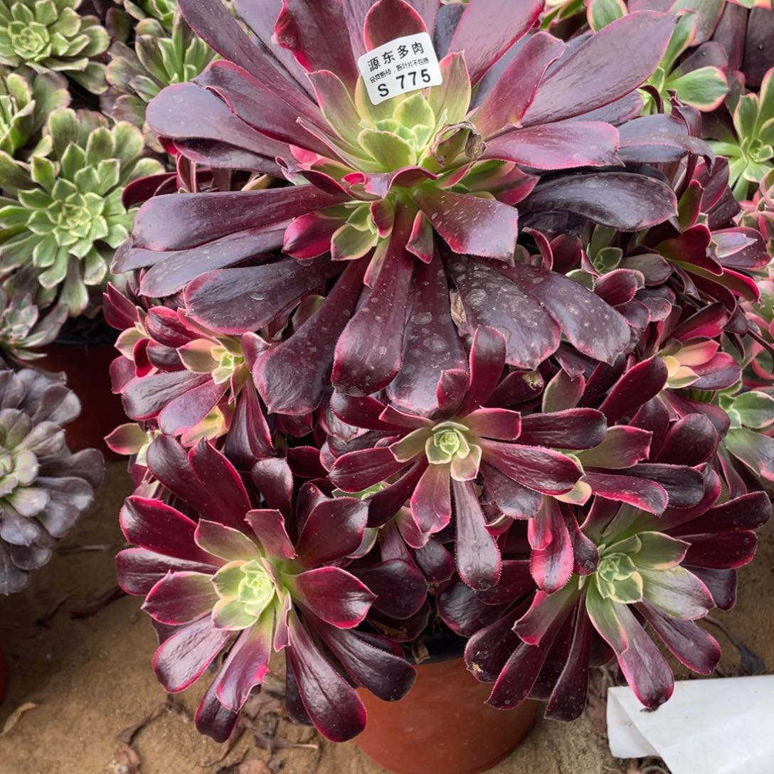 775金丝多肉法师断枝不包