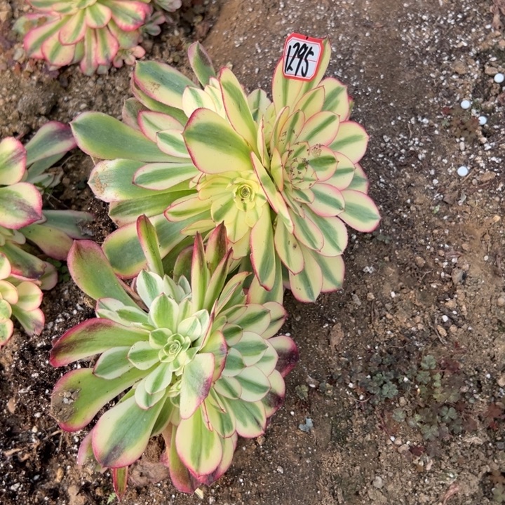 多肉植物1295不售后