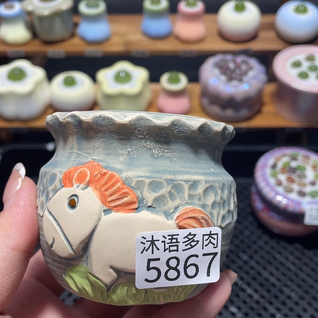 ****带盆土植物 一物一拍5867