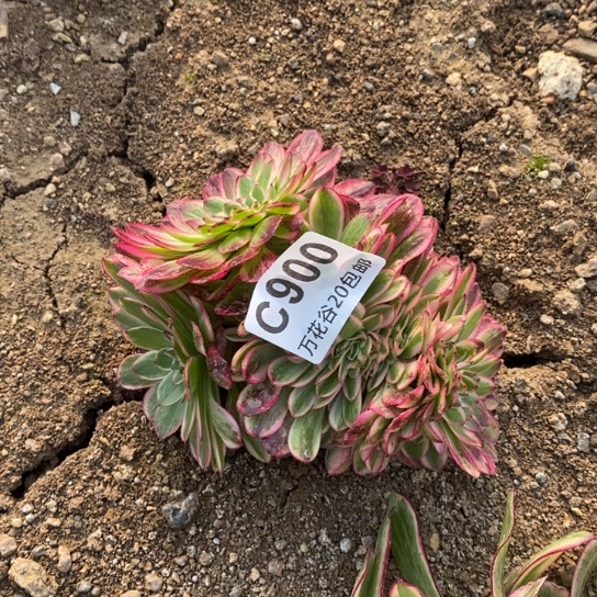 900荔枝缀多肉植物