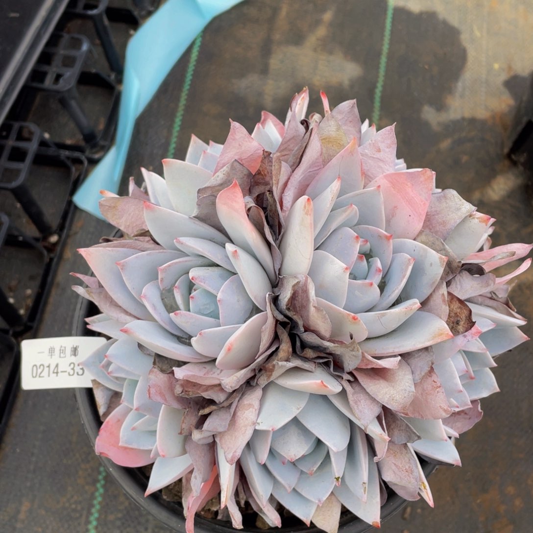 0214-33白莲。。。。。。