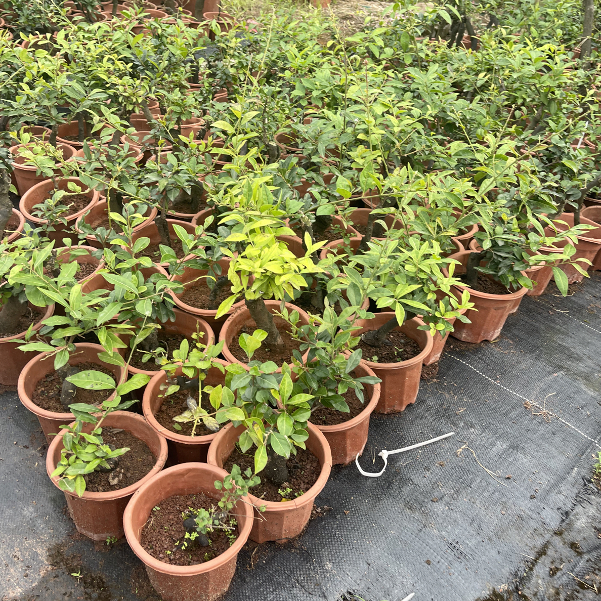 灌木金弹子，直播间一物一拍