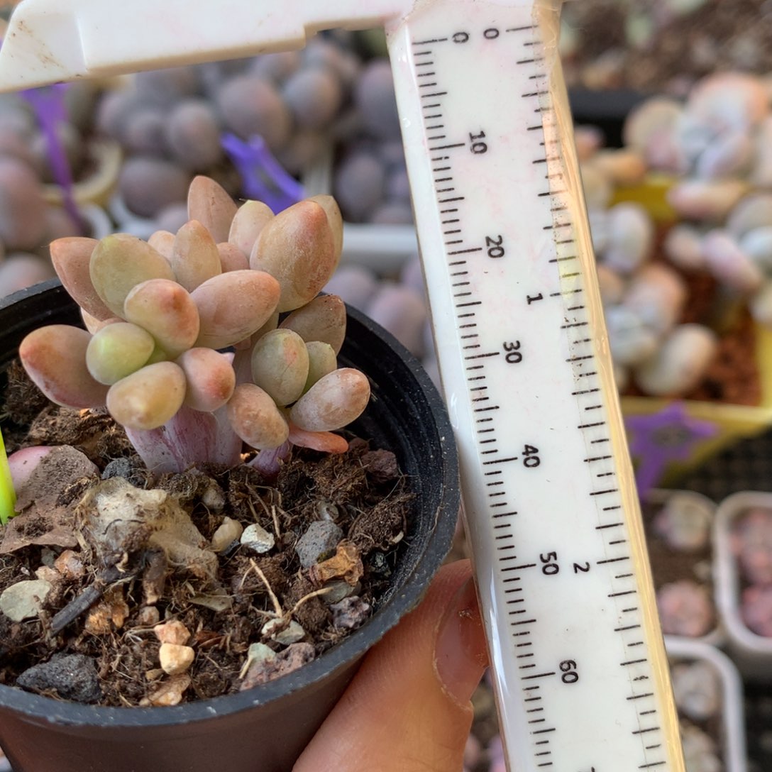 芒果奶5头芒果奶哦