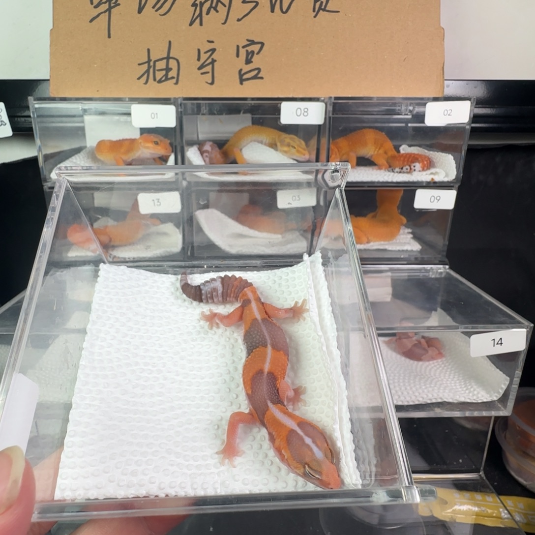 豹纹守宫直线玫瑰橘白妹妹