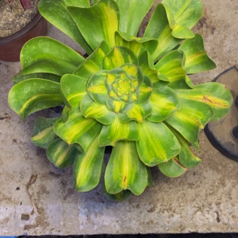 暴君多肉植物2483