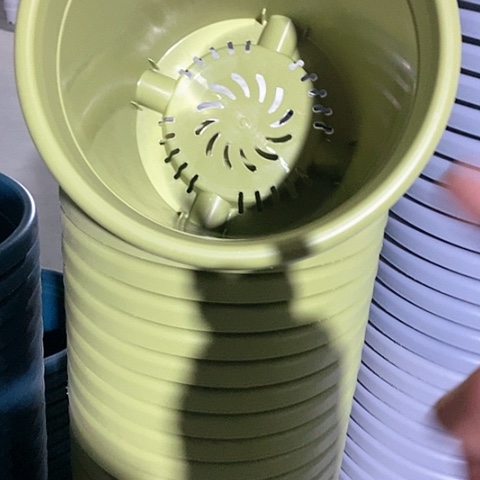 树脂四季4号果绿无托10个