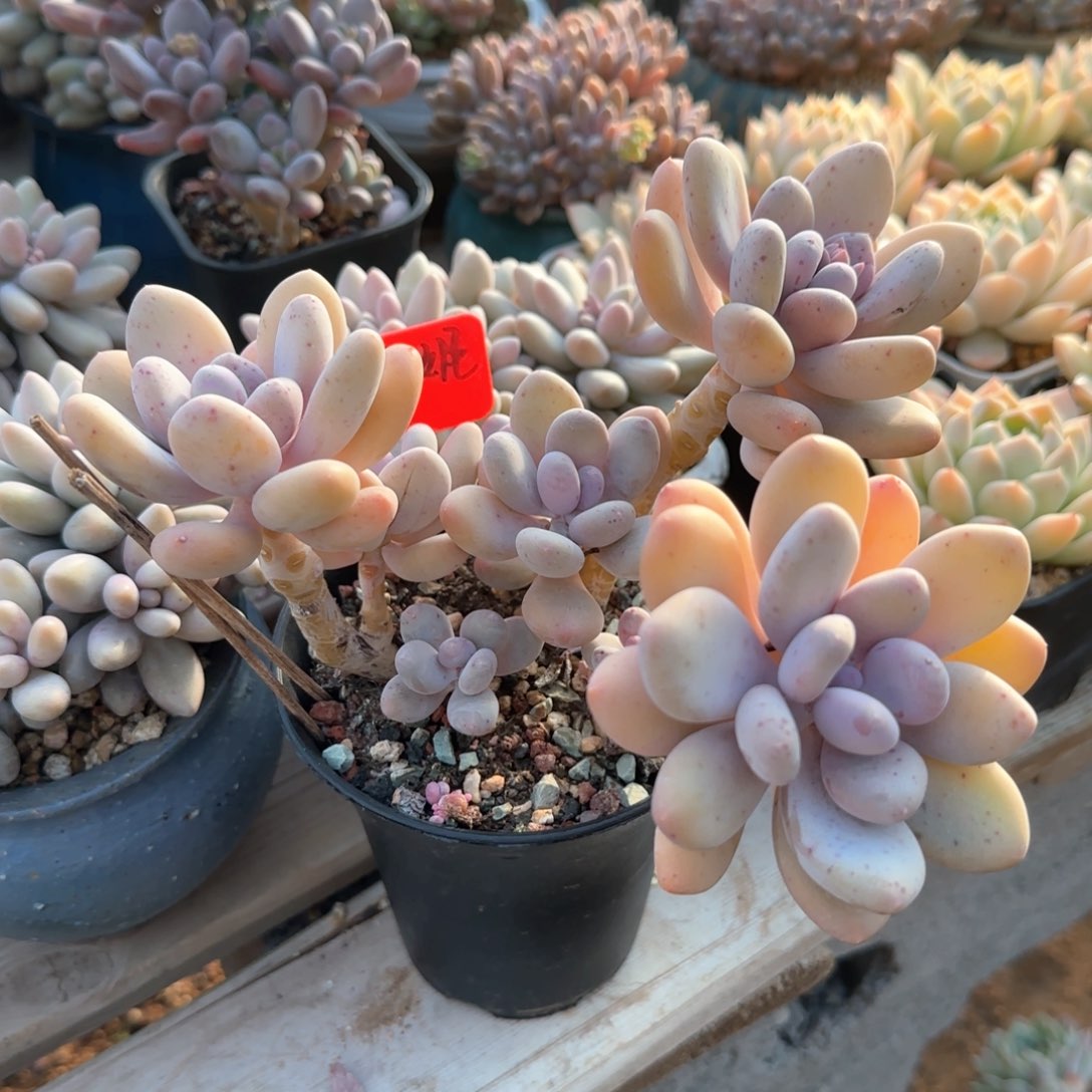 大叶奶酪五十包邮