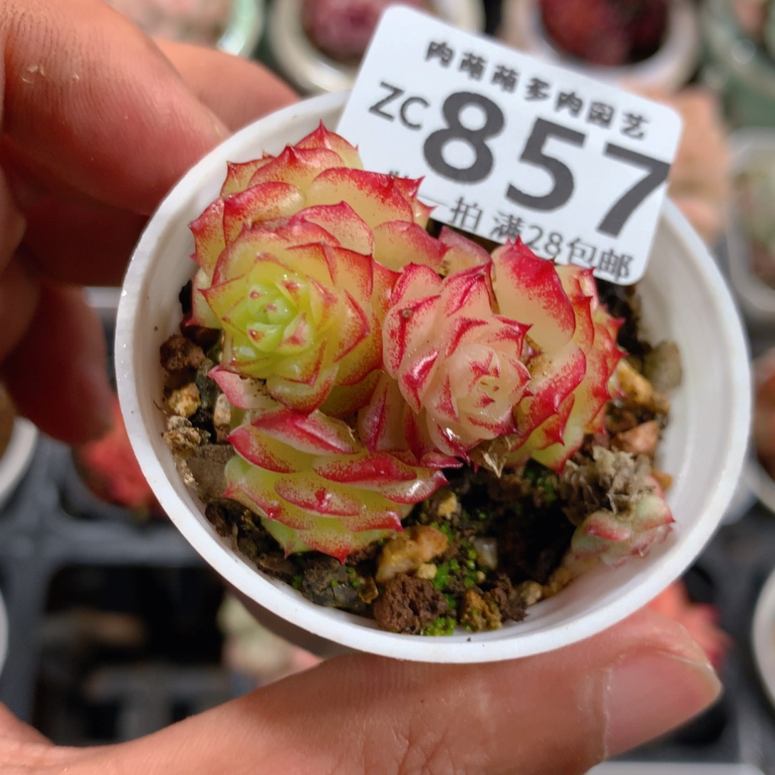 5CM拇指盆精控多肉ZC857
