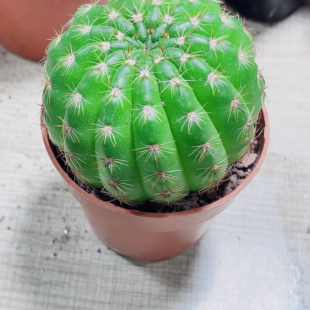 好看球球多肉植物6666