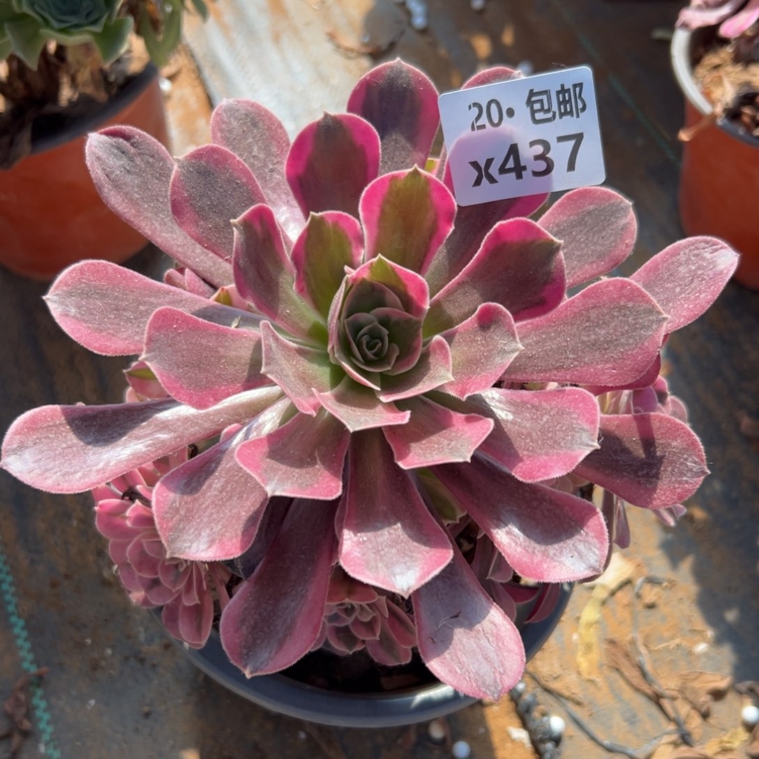 437美杜莎，满20包邮