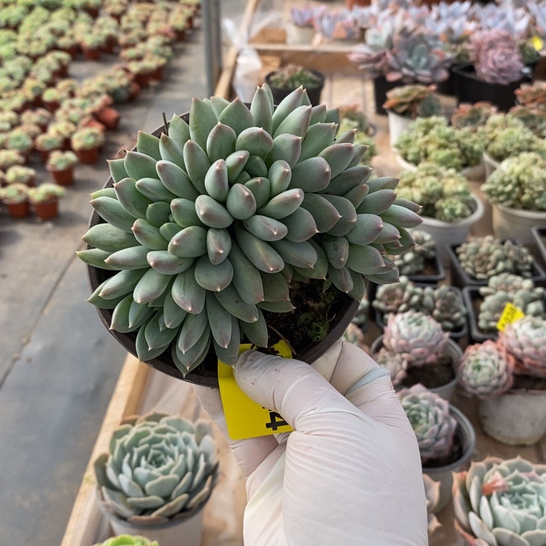 044不知名一物一拍