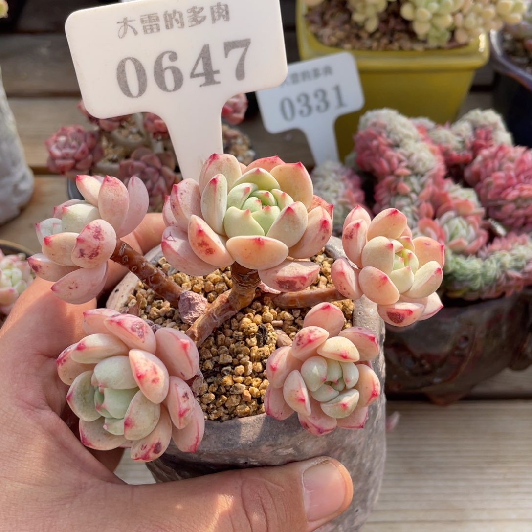 0647香草不带盆11厘米