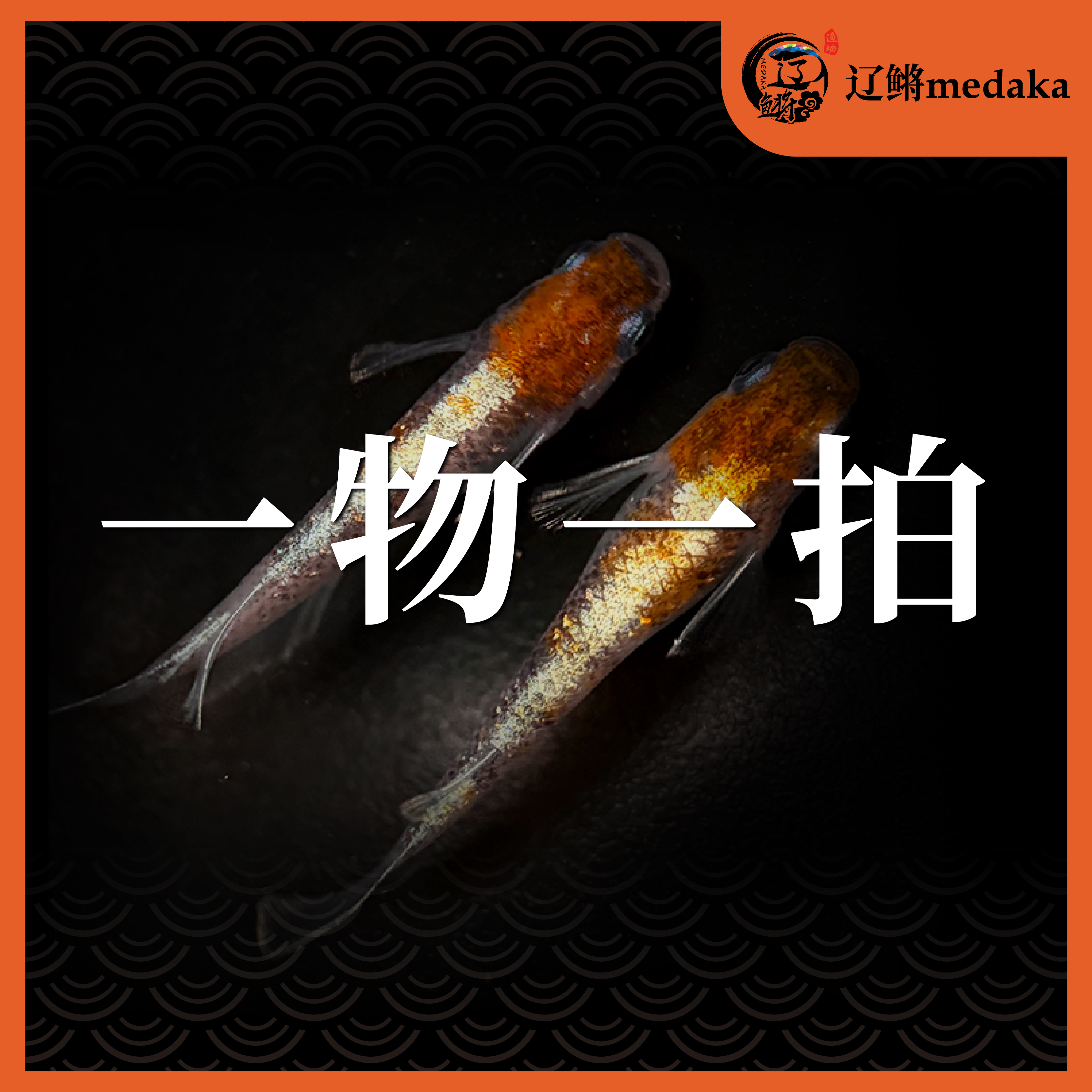 3辽鳉观背青鳉直播一物一拍