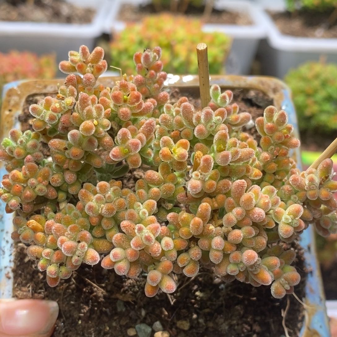 带盆冰晶杂枝干番杏297