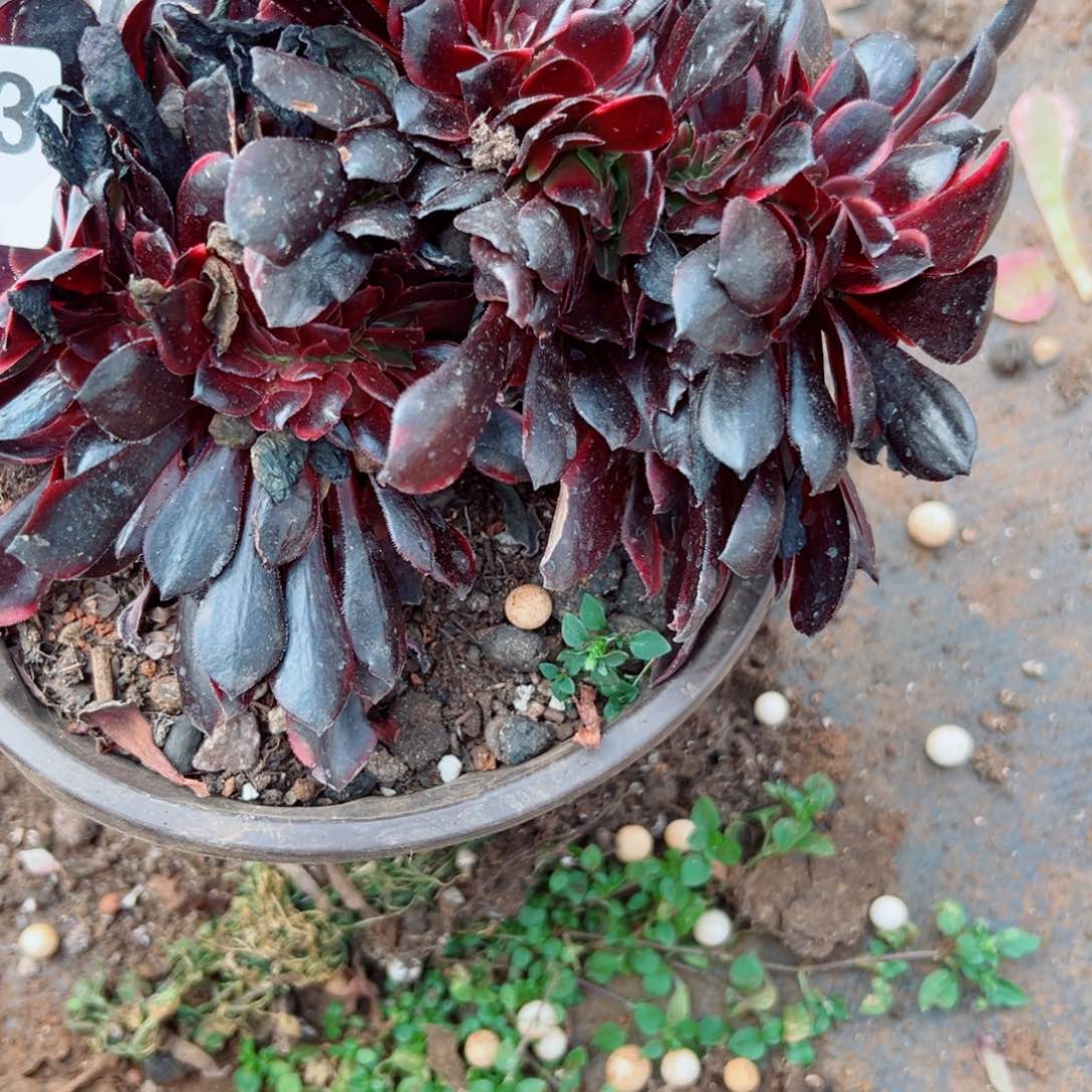 我3343 号多肉多肉法师新年福利