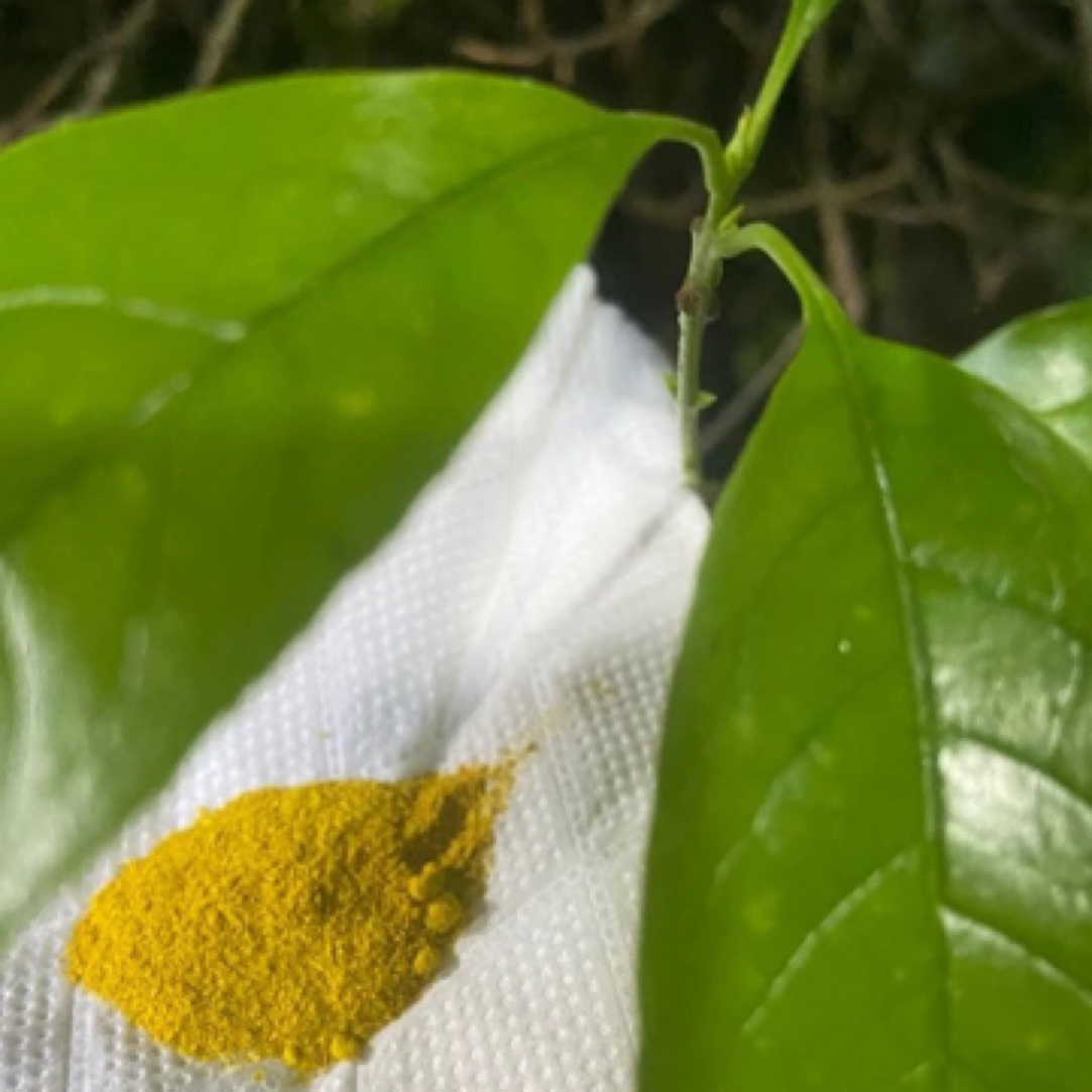 【B莎莎专属山货】  X/D菇1g起