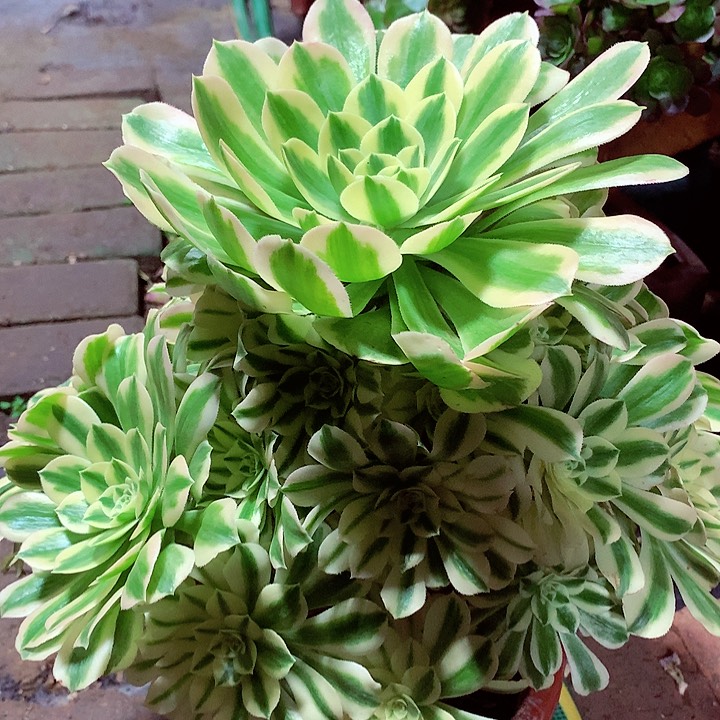 迈巴赫，多肉植物