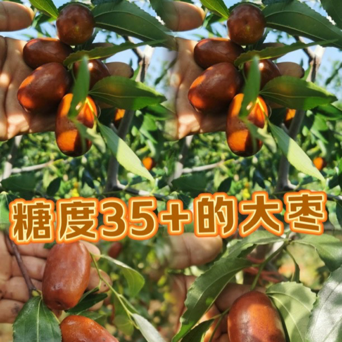 芽变特甜大枣裸根苗、2.6公分以上、70公分截杆（光杆发货）