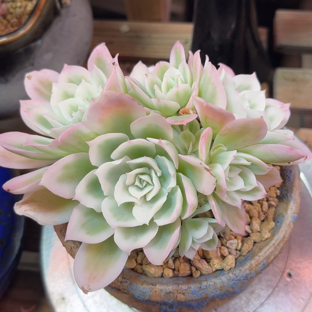 柠檬玫瑰锦duiyujinjinnim