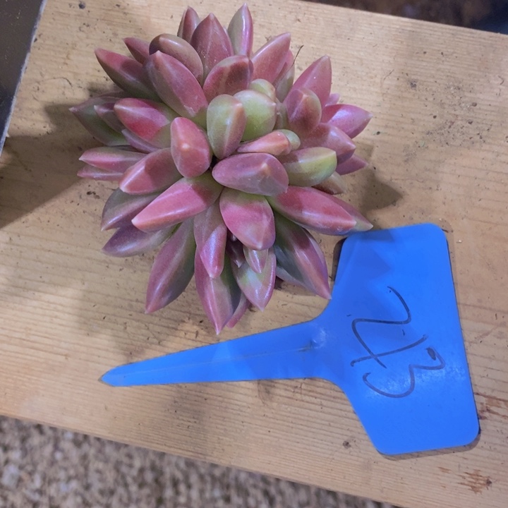 这么多事要等下星期