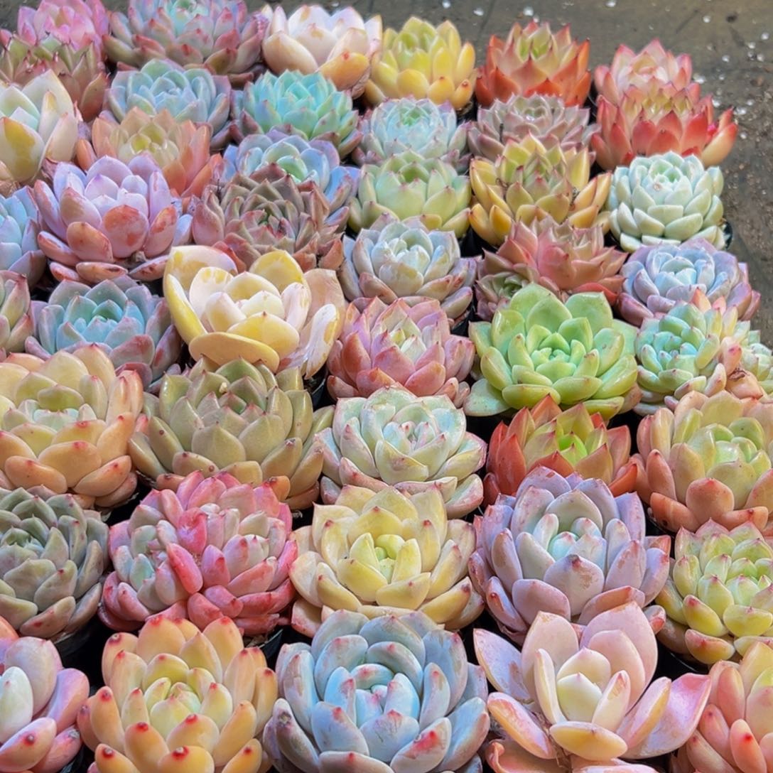 西***哩116多肉葡萄领导人物