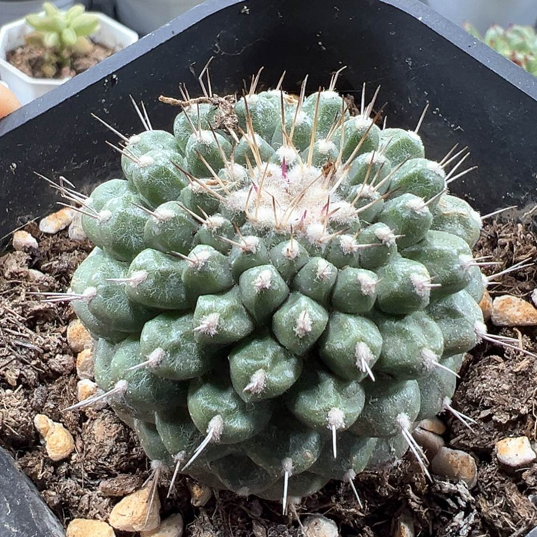 赤花菊水  小方花圃一物一拍