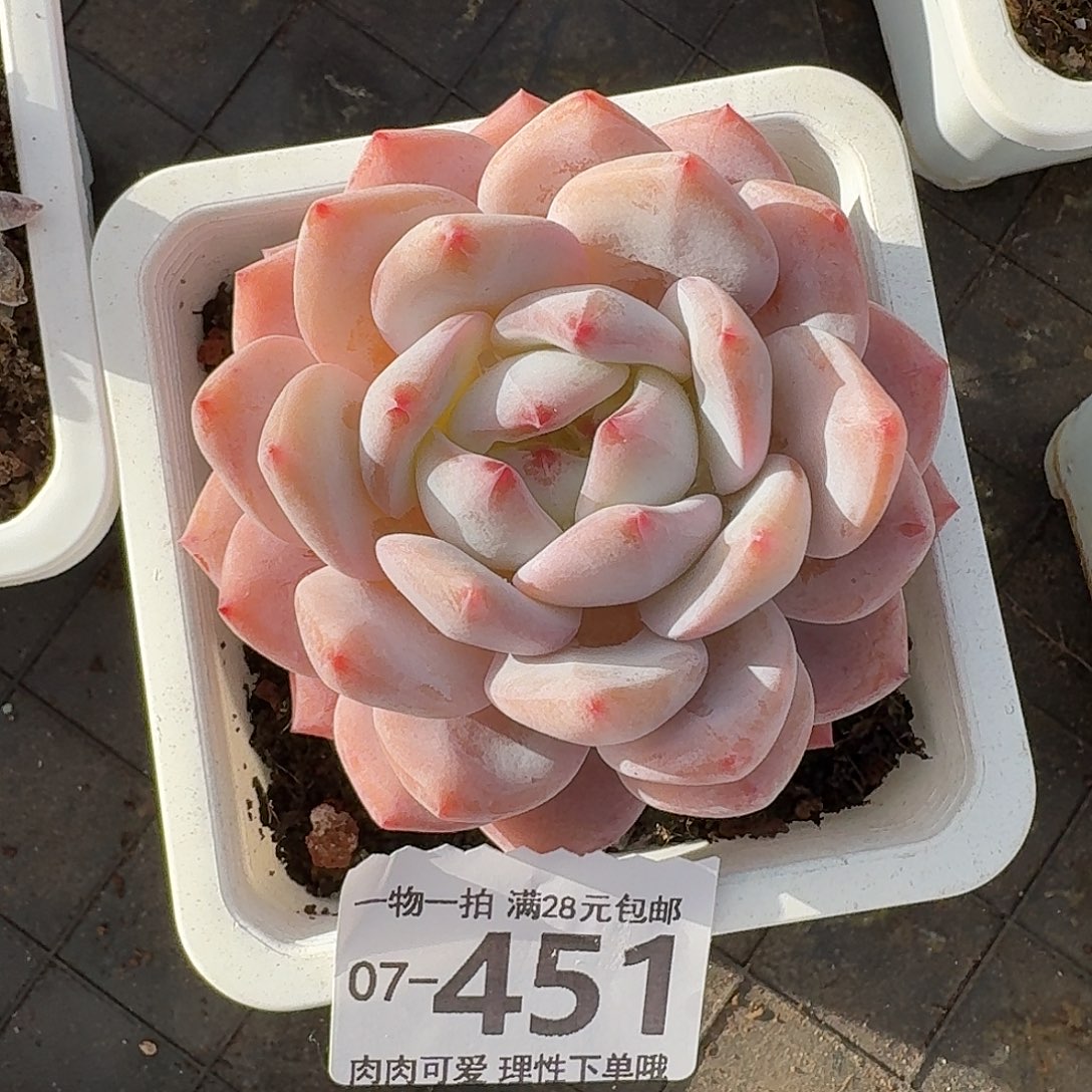 橙梦露无盆土发货