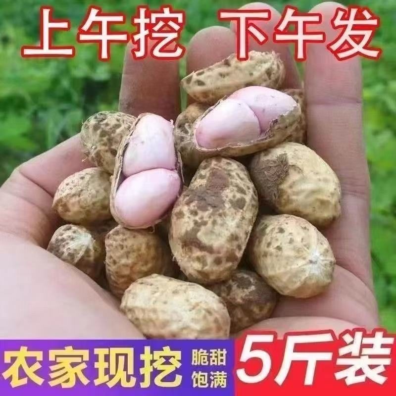 【5斤装鲜花生】现采现发做水煮花生凉拌菜新鲜发货农家产放心购